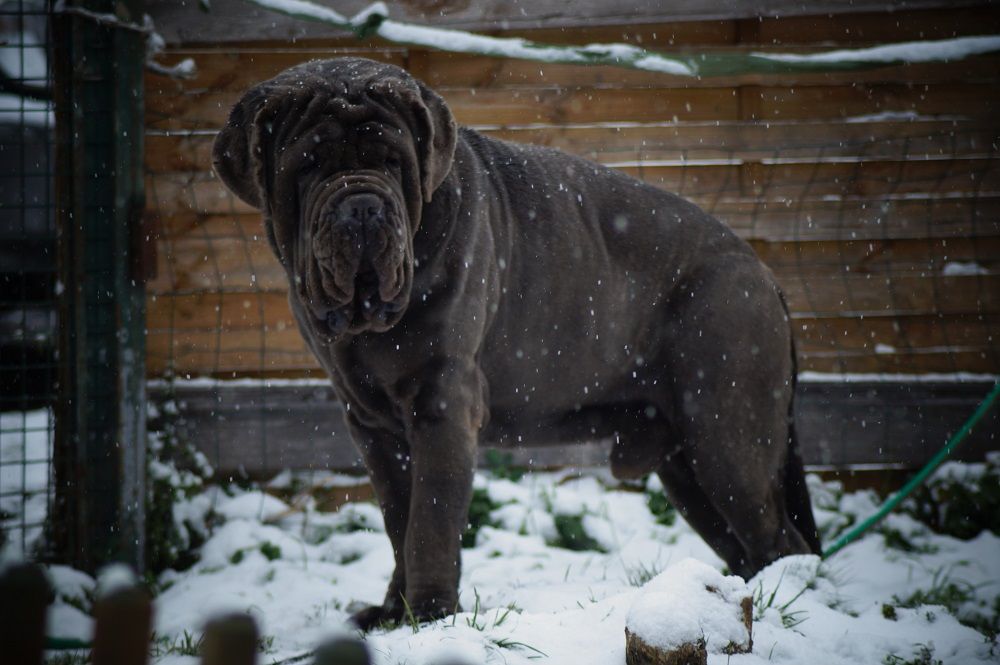 Looping Des Chiens De Nissa La Bella